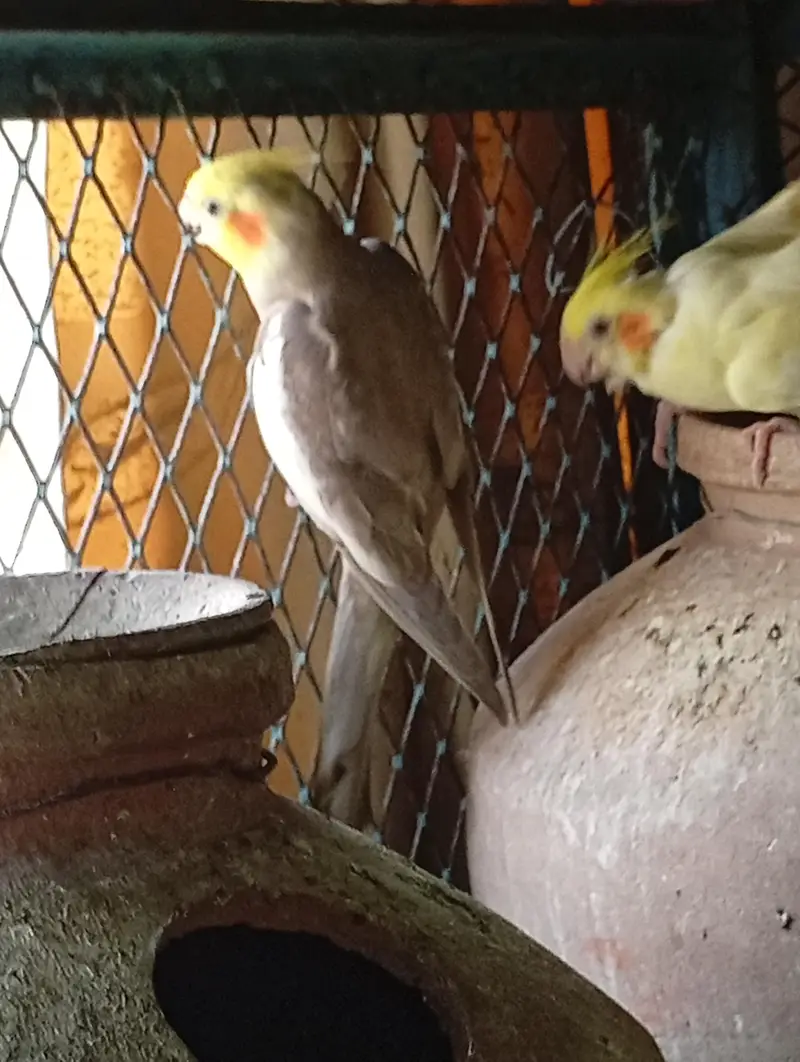 Multi Color Cockatiel — photo 4