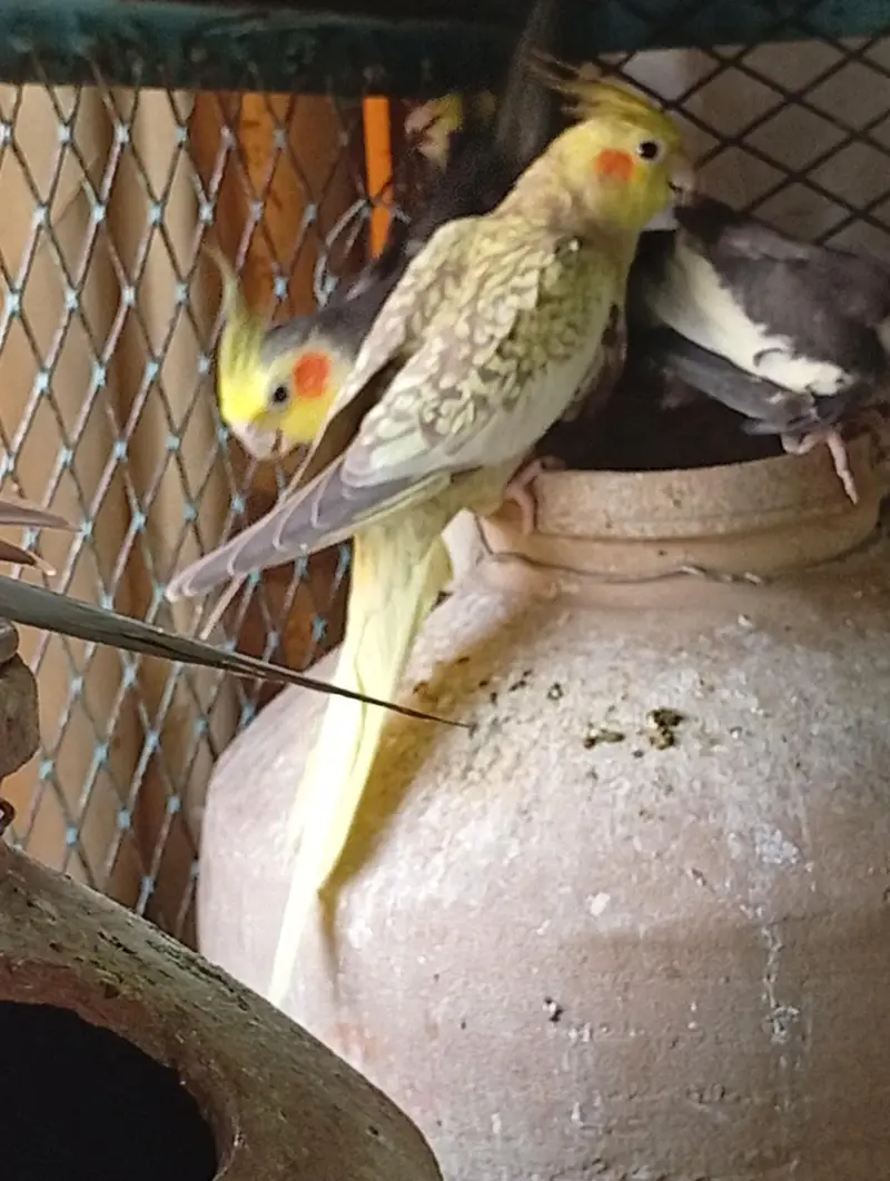 Multi Color Cockatiel — photo 5