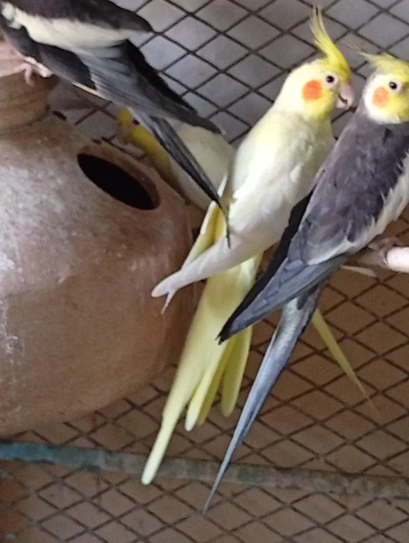 Multi Color Cockatiel — photo 6