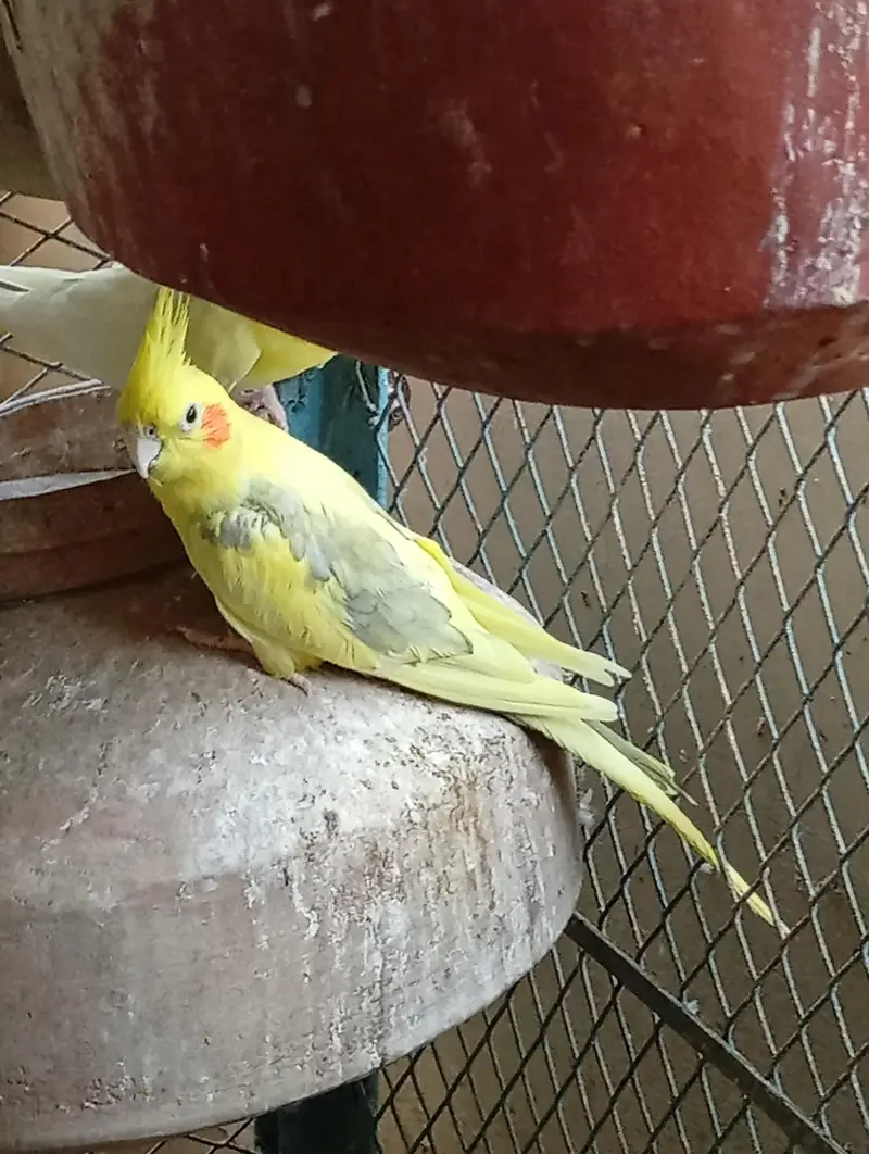 Multi Color Cockatiel — photo 7