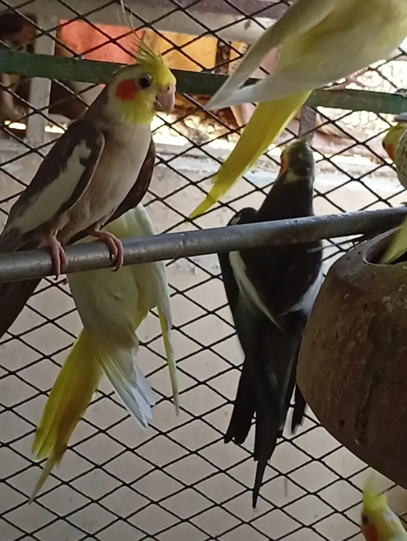 Multi Color Cockatiel — photo 8