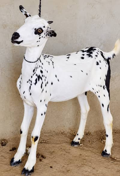 Cheeni Teddy Female For Sale