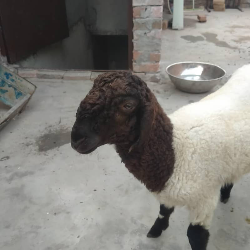 صحت مند اور خوبصورت چھترے برائے فروخت — 12 سے 15 کلو وزن، جوڑی80 ہزار 1