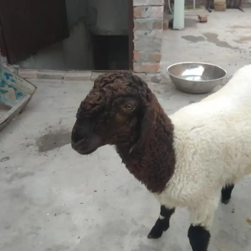 صحت مند اور خوبصورت چھترے برائے فروخت — 12 سے 15 کلو وزن، جوڑی80 ہزار — photo 2