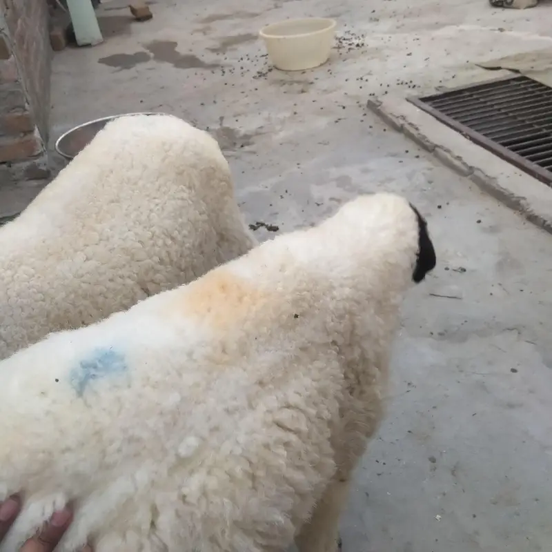 صحت مند اور خوبصورت چھترے برائے فروخت — 12 سے 15 کلو وزن، جوڑی80 ہزار — photo 3