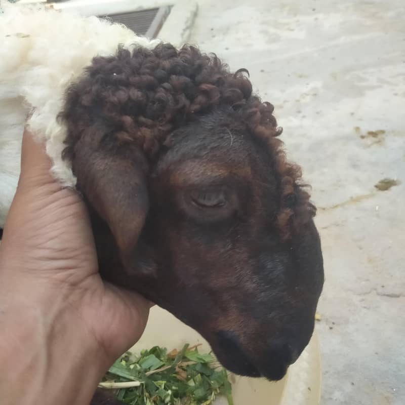 صحت مند اور خوبصورت چھترے برائے فروخت — 12 سے 15 کلو وزن، جوڑی80 ہزار 5