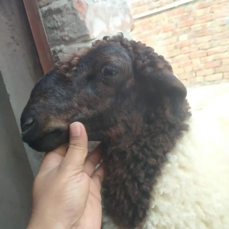 صحت مند اور خوبصورت چھترے برائے فروخت — 12 سے 15 کلو وزن، جوڑی80 ہزار — photo 7