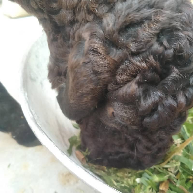 صحت مند اور خوبصورت چھترے برائے فروخت — 12 سے 15 کلو وزن، جوڑی80 ہزار 8