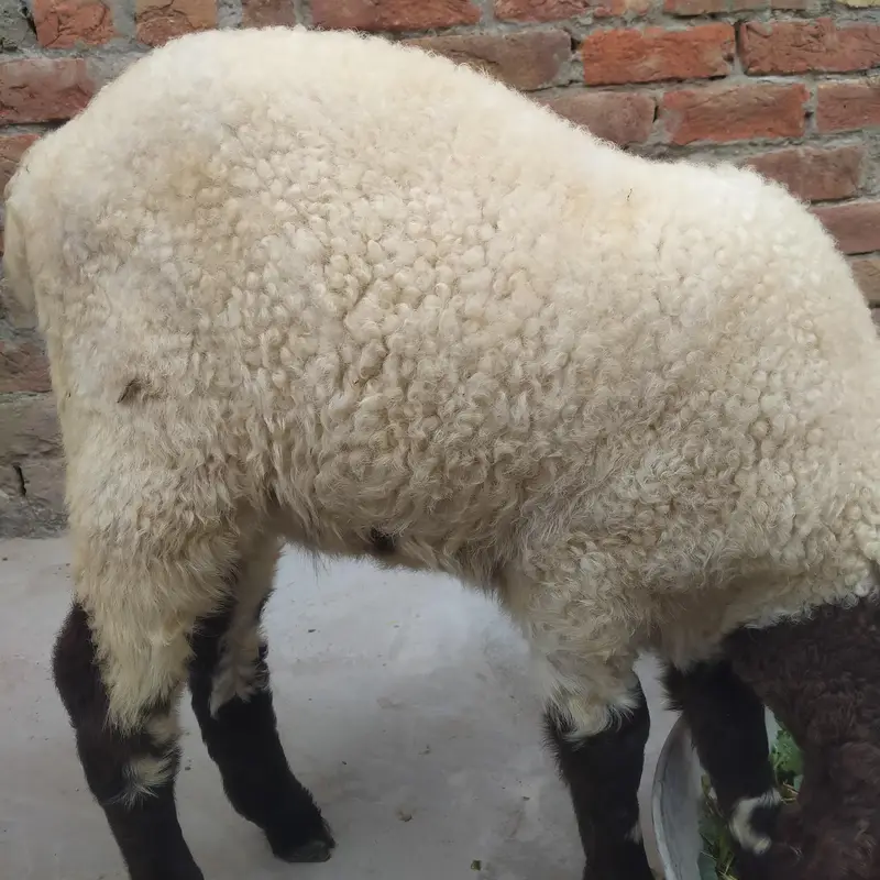 صحت مند اور خوبصورت چھترے برائے فروخت — 12 سے 15 کلو وزن، جوڑی80 ہزار — photo 10