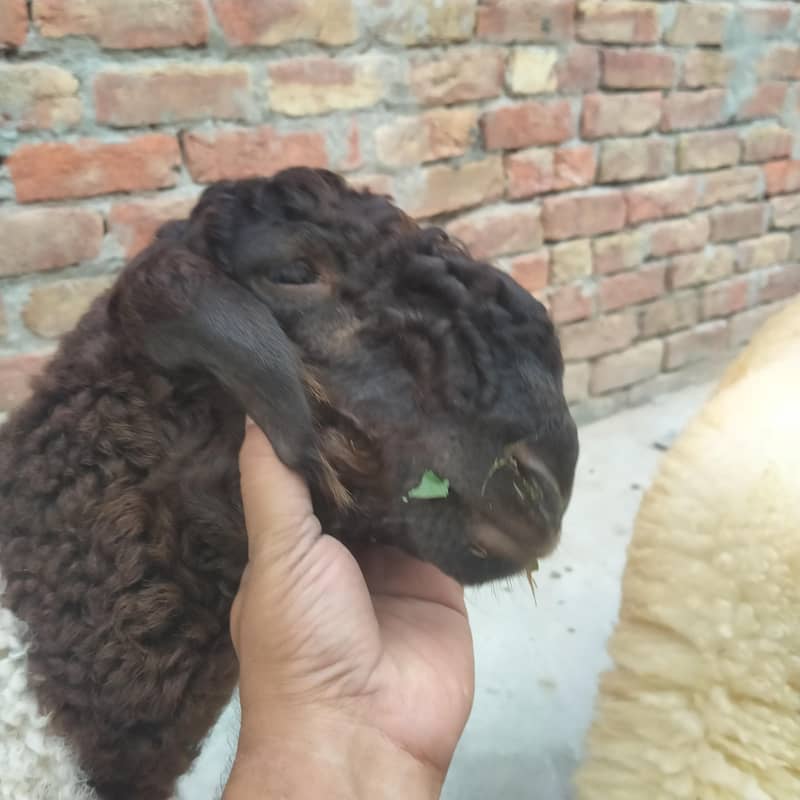 صحت مند اور خوبصورت چھترے برائے فروخت — 12 سے 15 کلو وزن، جوڑی80 ہزار 10