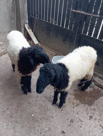 Sale for Two Beautiful Black & White Dumba / Sheep