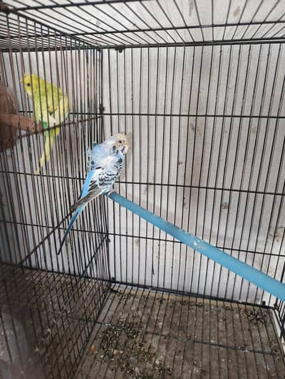 hogoromo budgie parrot female