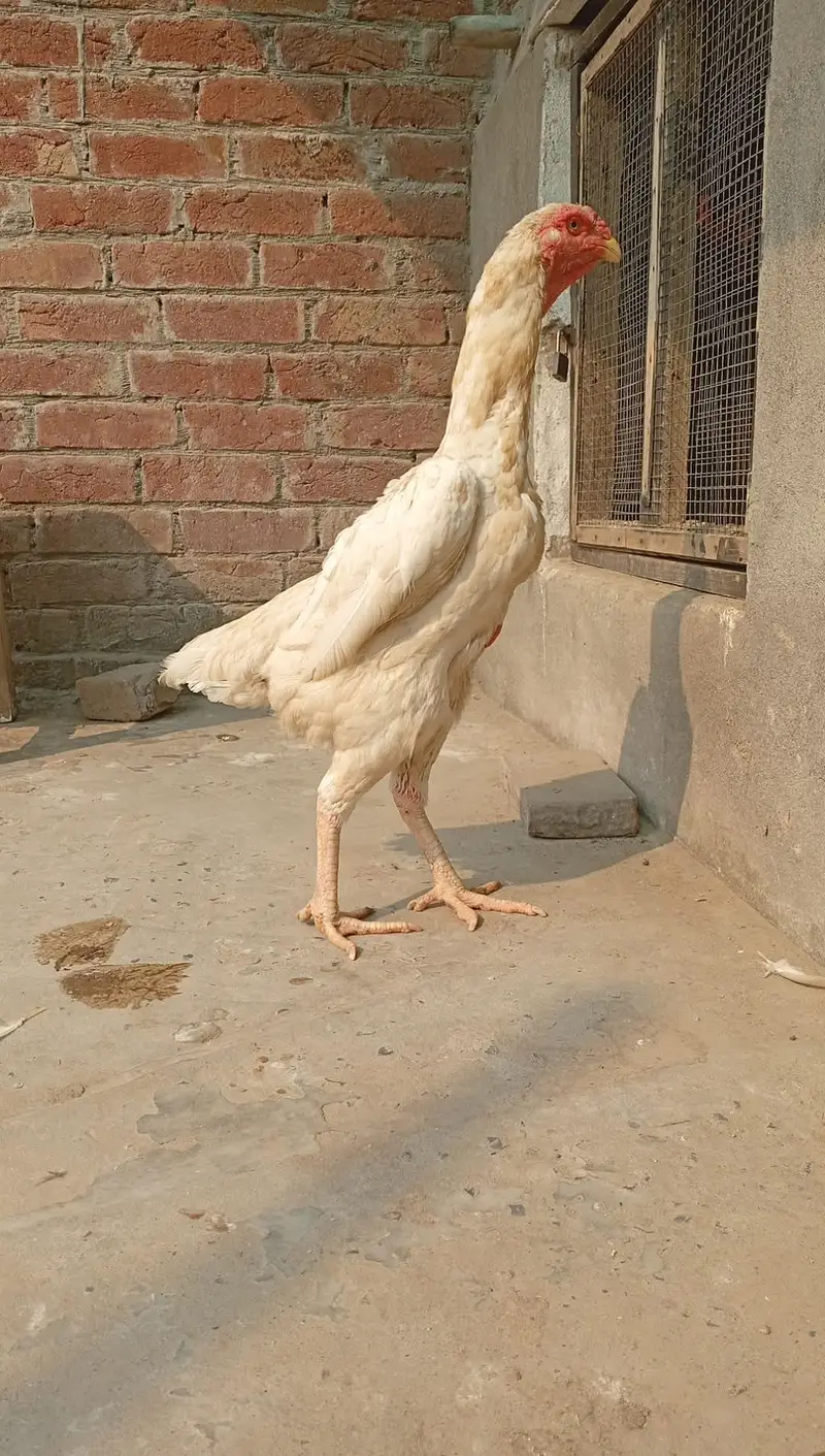 Pure Japanese White Oh Shamo Breeder Female — photo 2