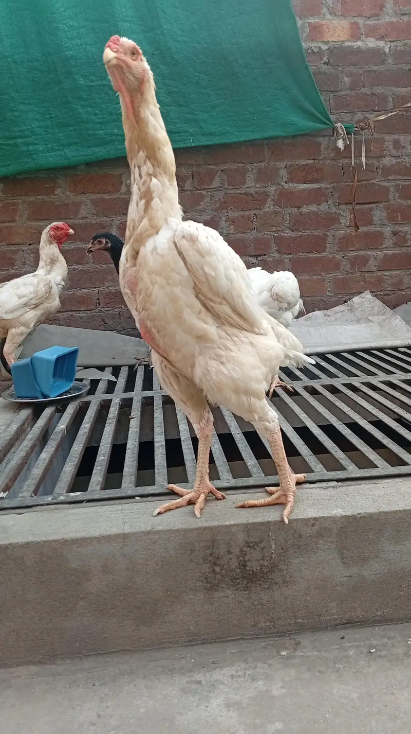 Pure Japanese White Oh Shamo Breeder Female — photo 3