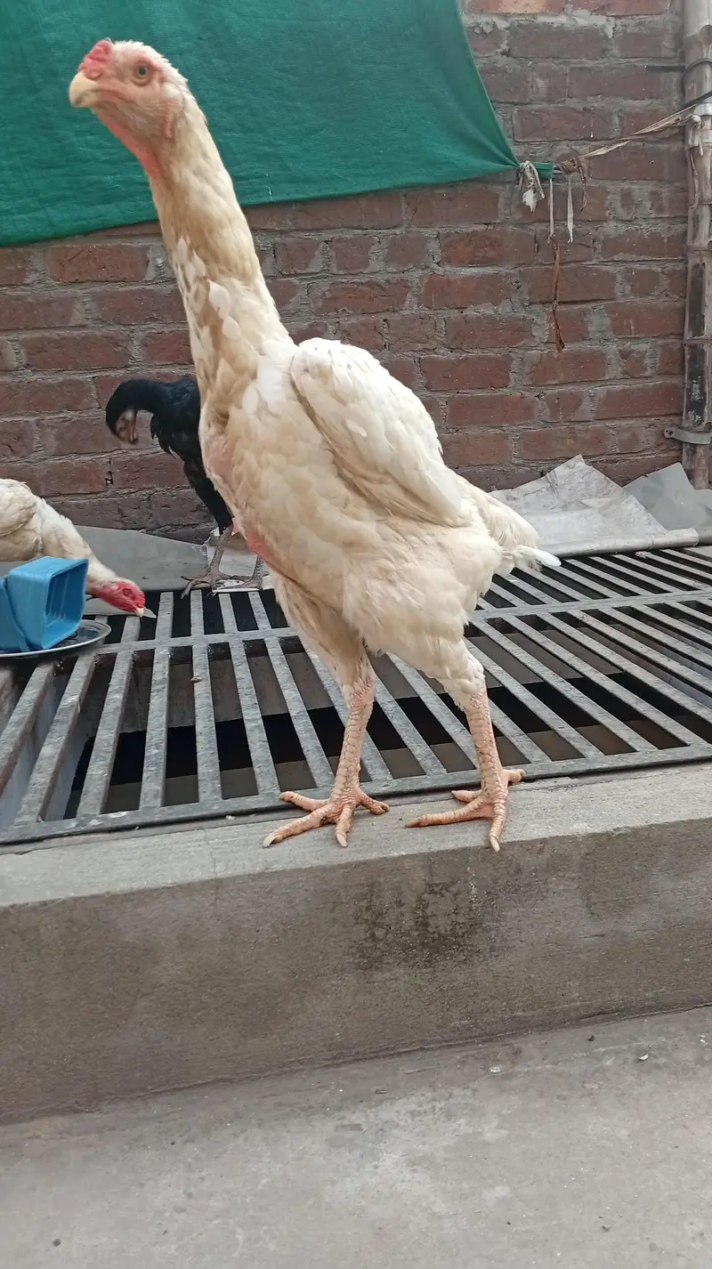 Pure Japanese White Oh Shamo Breeder Female — photo 4