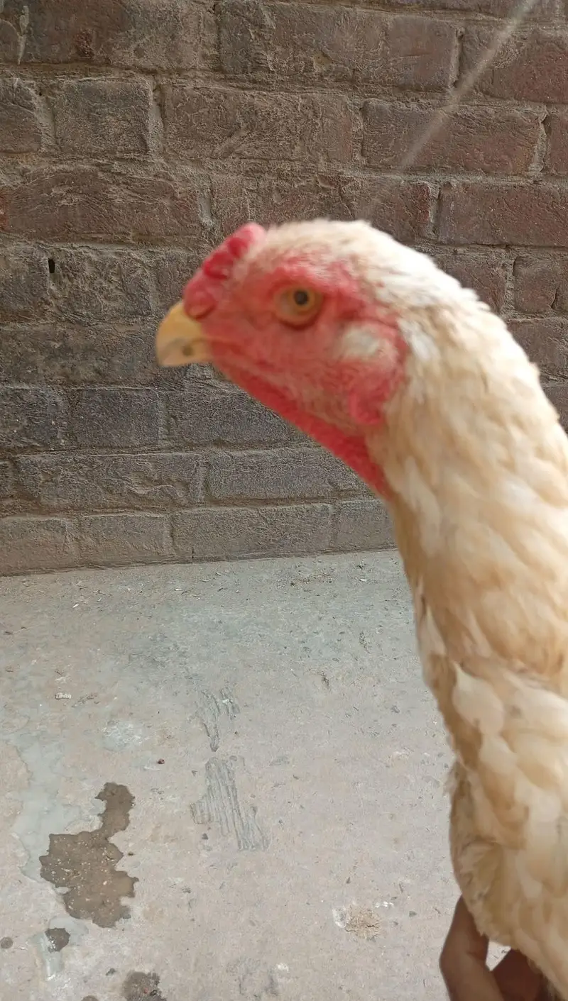 Pure Japanese White Oh Shamo Breeder Female — photo 6