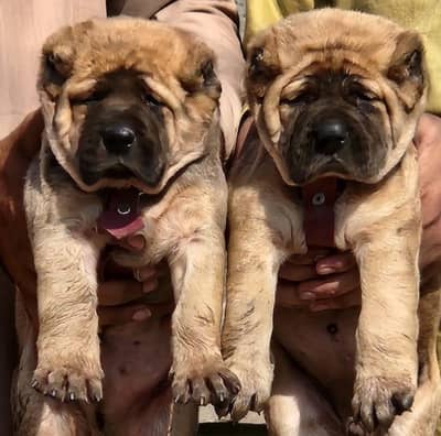 Top Quality King Alabai Puppies Pair - 2 oMonths Old