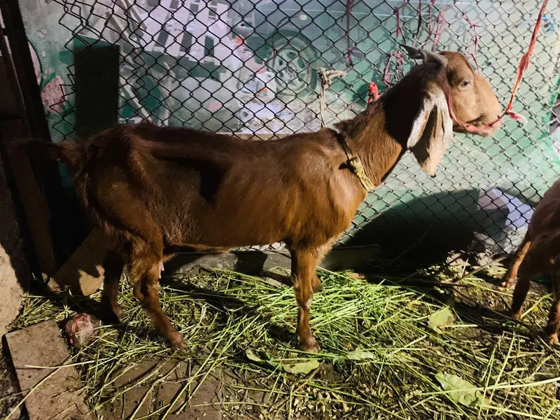 bakri kamori cross ha — photo 2