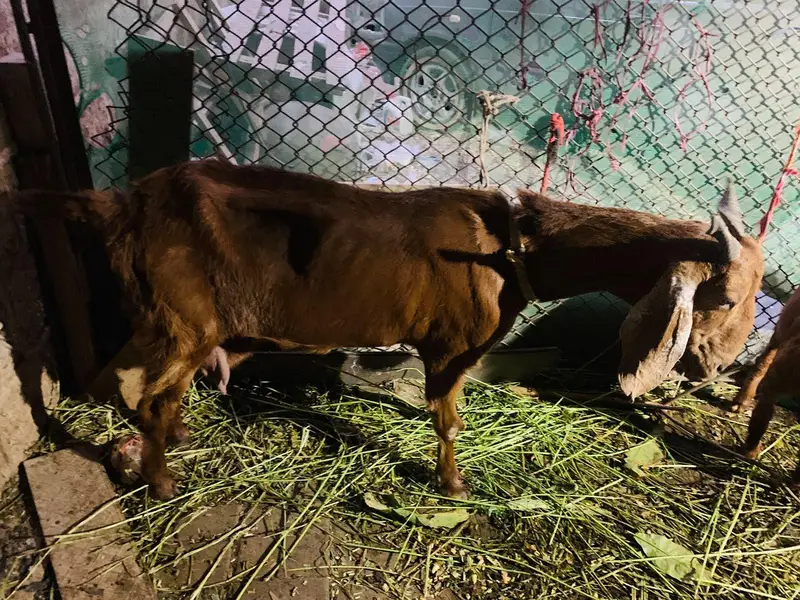 bakri kamori cross ha — photo 3