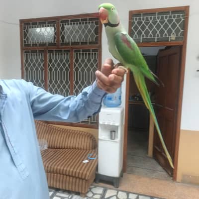 Friendly Male Raw