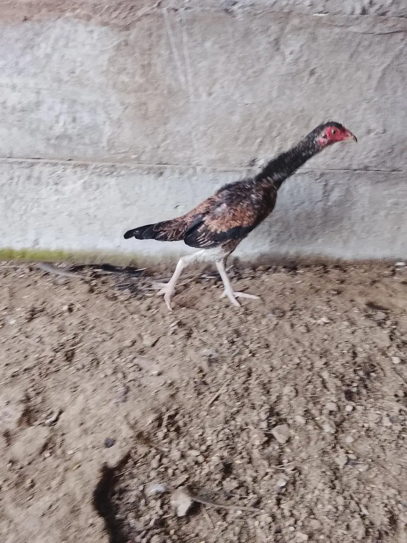 Hens for sale — photo 4