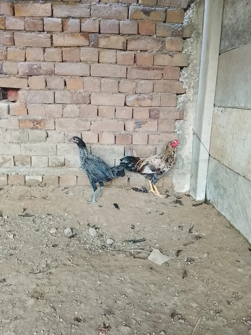 Hens for sale — photo 7