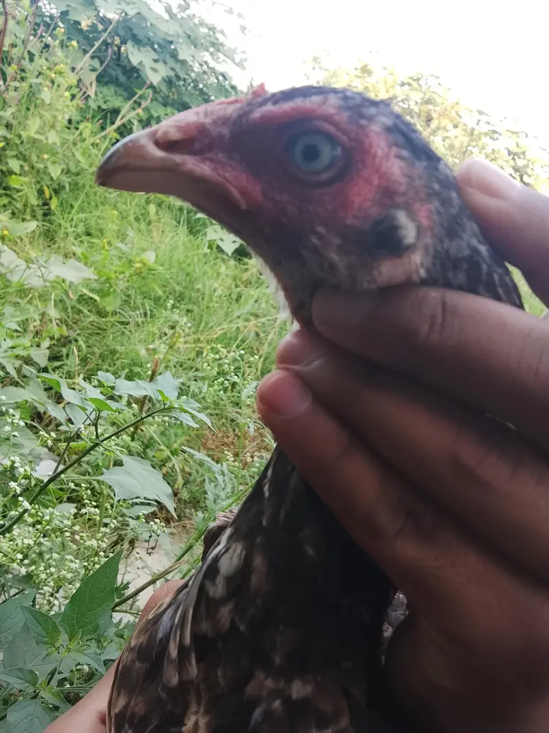 Hens for sale — photo 9