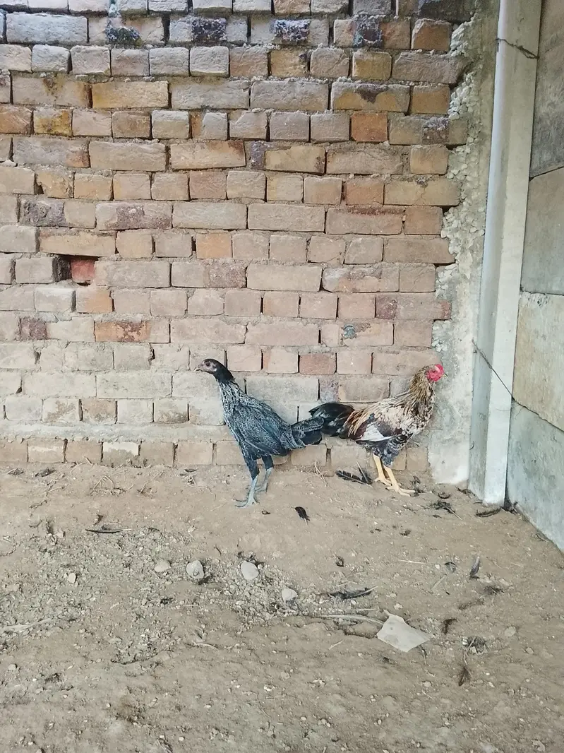 Hens for sale — photo 10