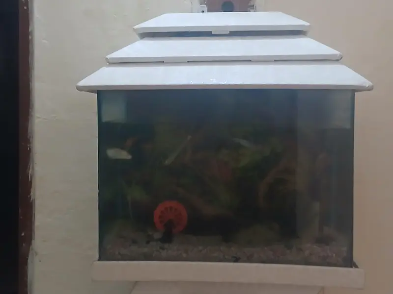 i want to sale my full fish Aquarium in a good condition. — photo 3