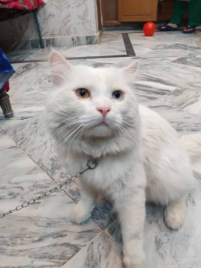 Persian male for sale