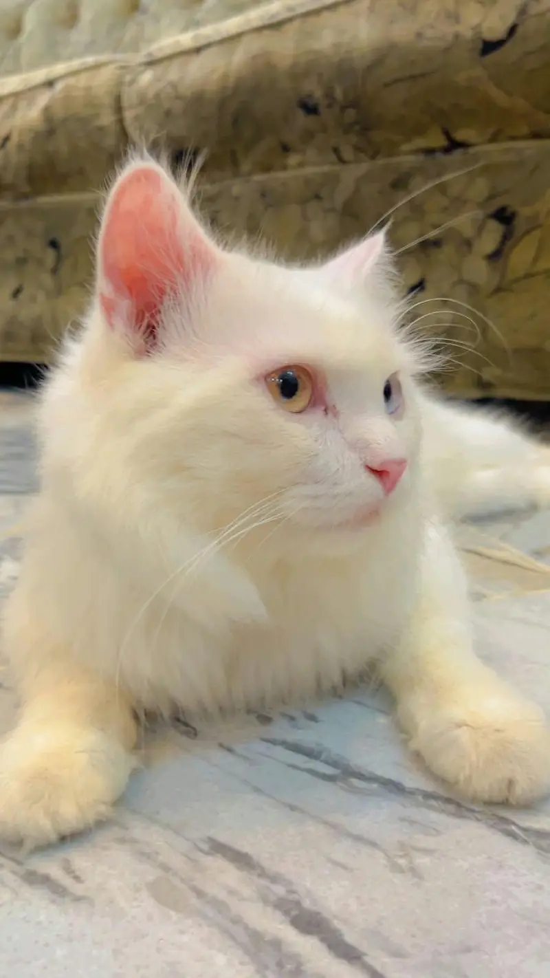 Persian male for sale — photo 2