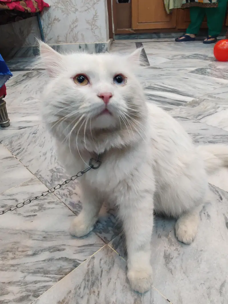 Persian male for sale — photo 3