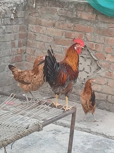 Desi murga with 2 Murgi