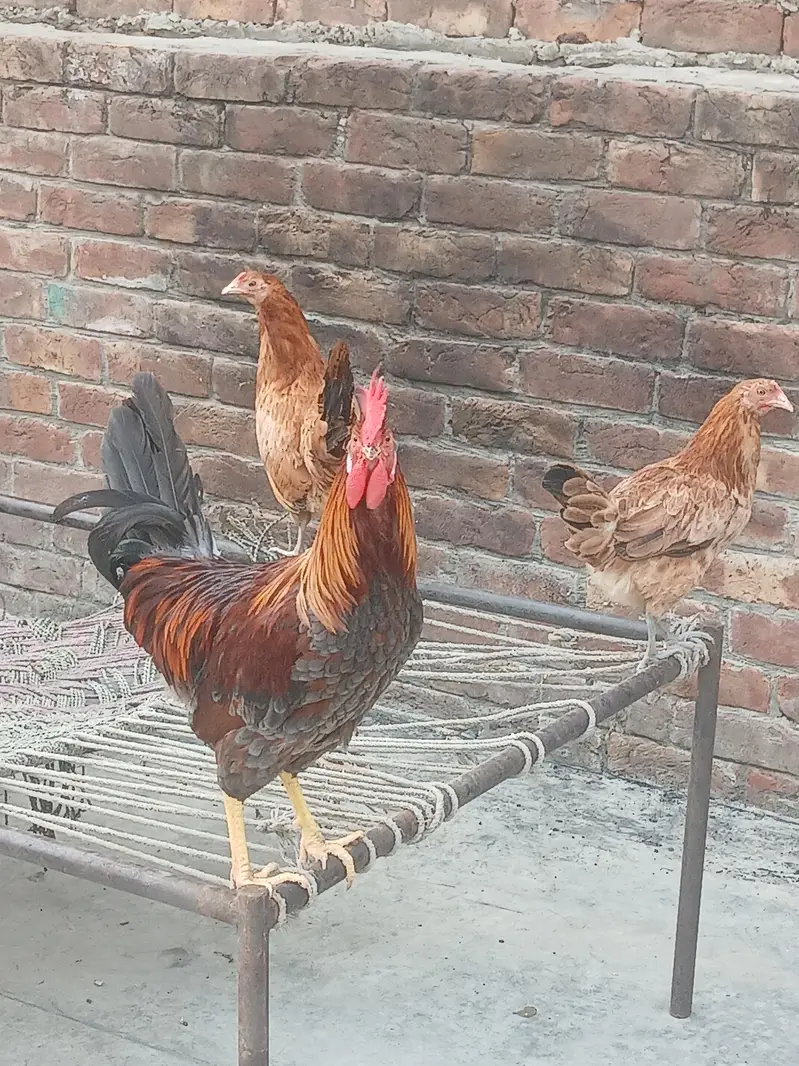 Desi murga with 2 Murgi — photo 2