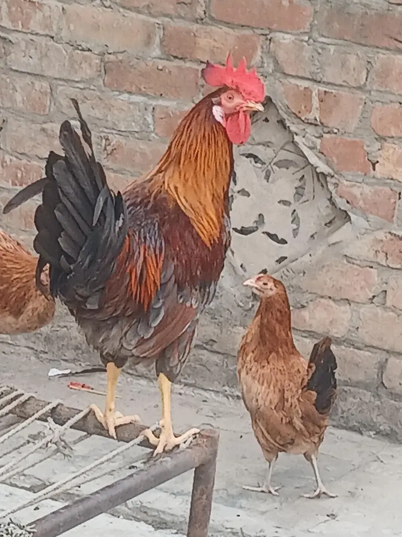 Desi murga with 2 Murgi — photo 3