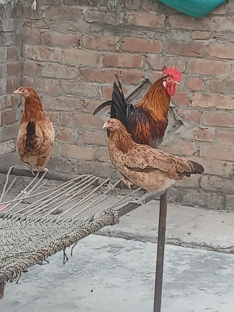Desi murga with 2 Murgi — photo 5