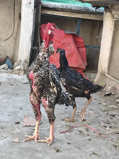 kingshamo set available. 1+2. . Location islamabad