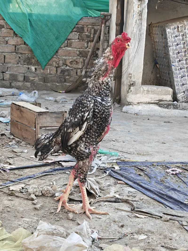 kingshamo set available. 1+2. . Location islamabad — photo 4