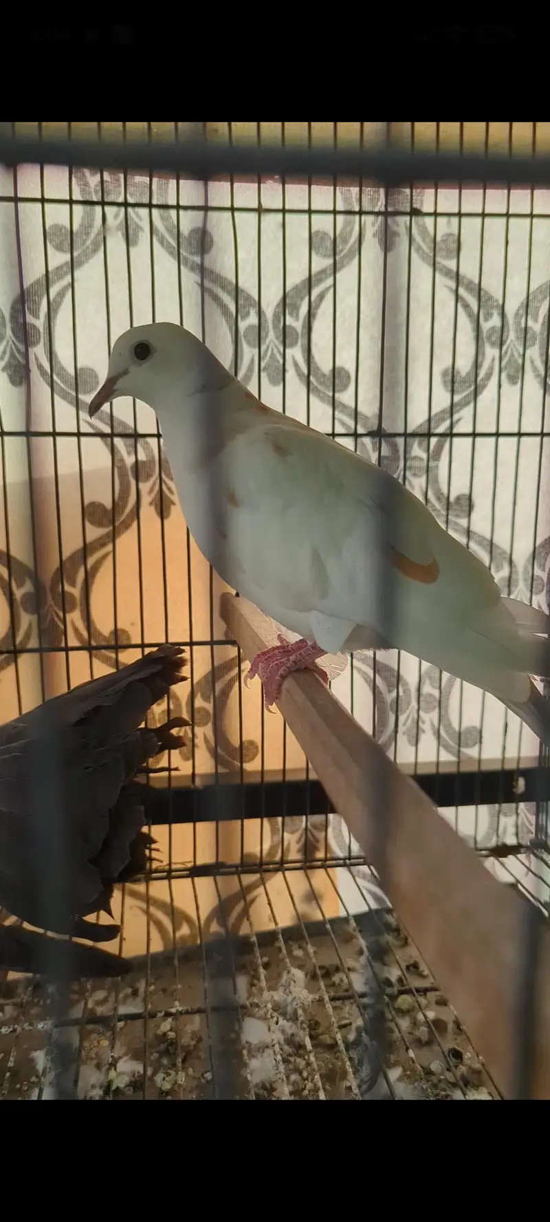 Khumra Dove Breeder Male to 03364081432