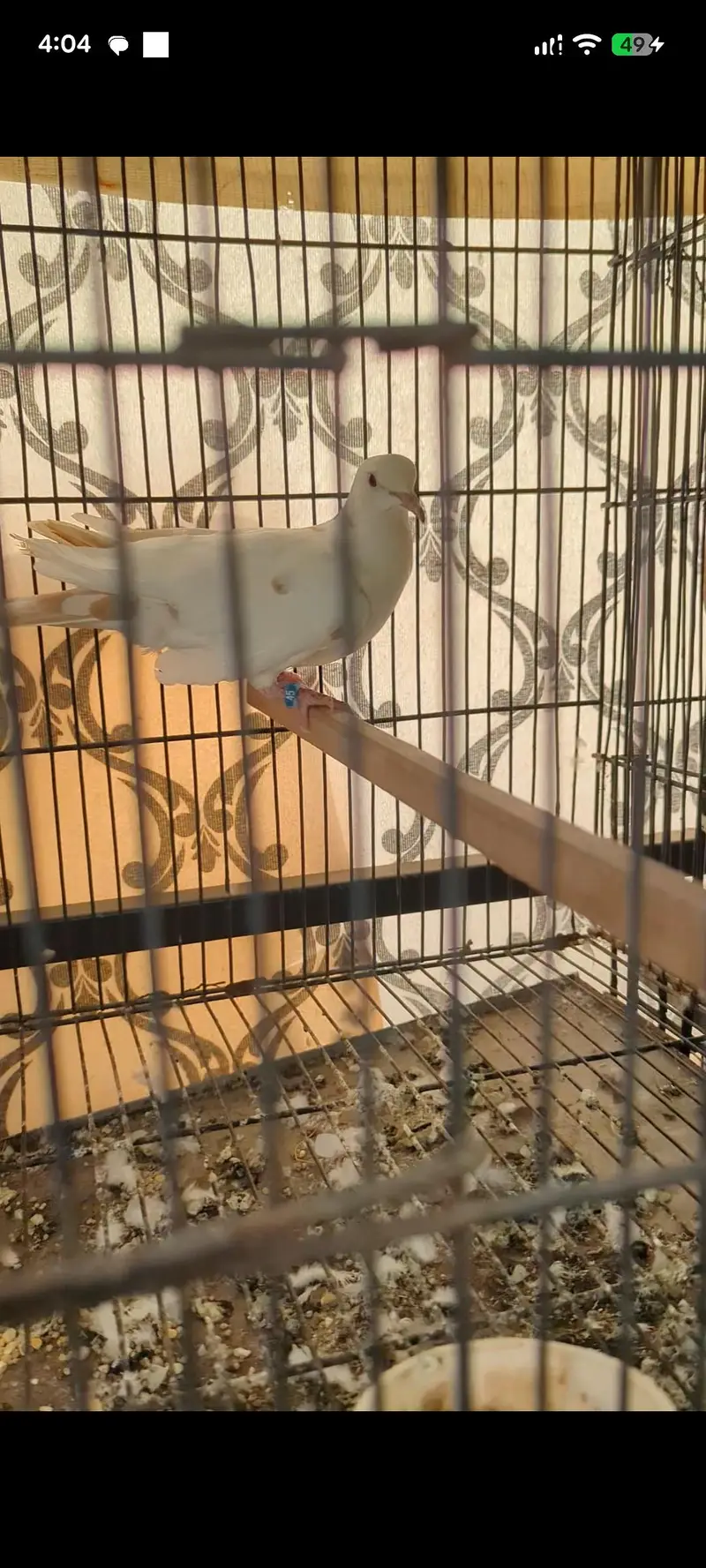Khumra Dove Breeder Male to 03364081432 — photo 2