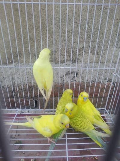 budgies for sale