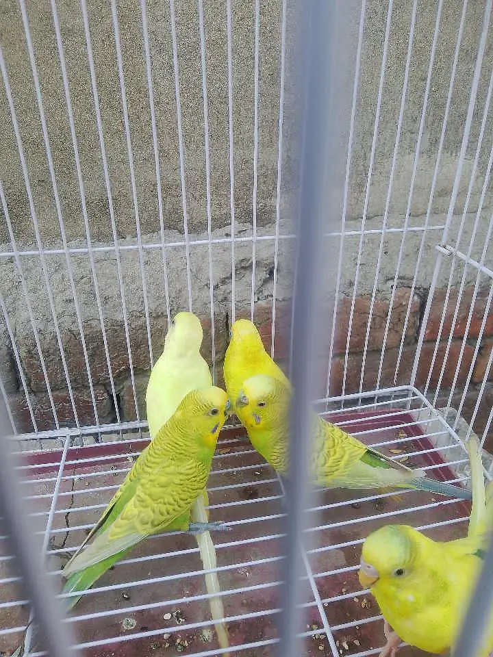 budgies for sale — photo 2