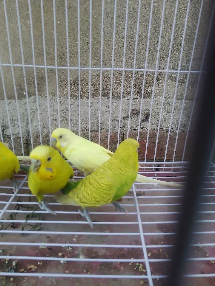 budgies for sale — photo 3