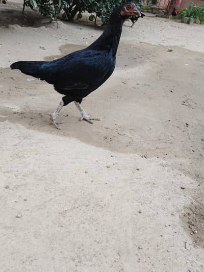 black hen