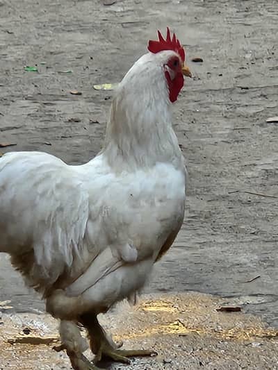 healthy hens black and white pair avaible exchange bi available