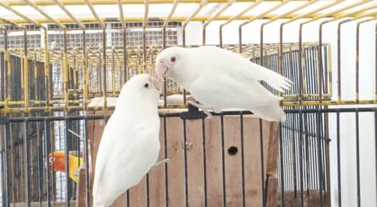ALBINO REDEYES X ALBINO/INO BREEDER PAIR