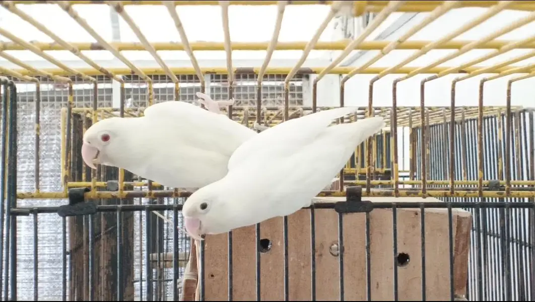 ALBINO REDEYES X ALBINO/INO BREEDER PAIR — photo 2