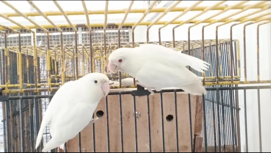 ALBINO REDEYES X ALBINO/INO BREEDER PAIR — photo 4