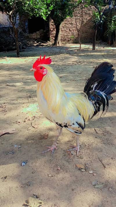Desi Murga Gar Ka