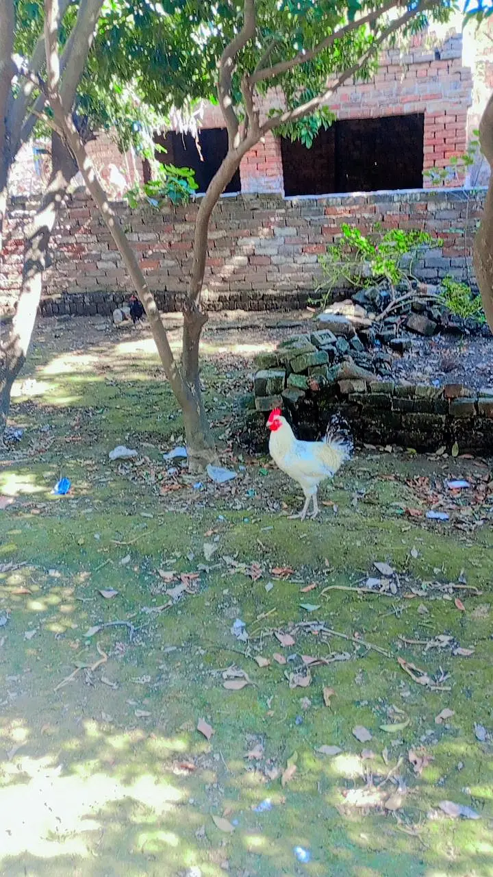Desi Murga Gar Ka — photo 2